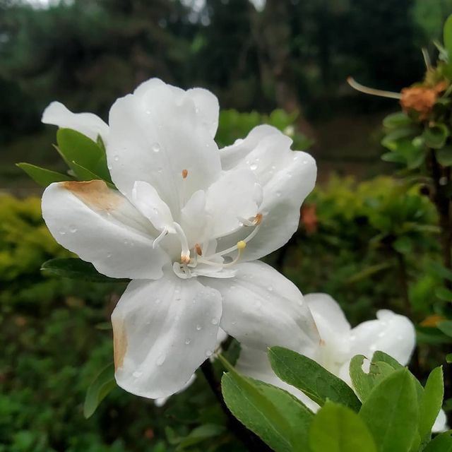 Peacefull White flowers