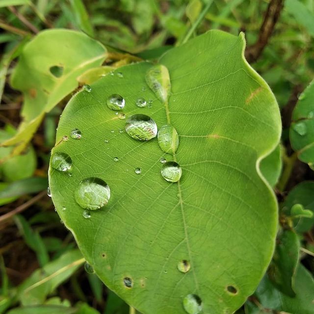 Rain drops on a green leaf close-up