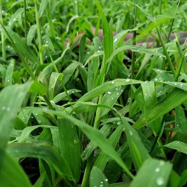 Grass With Rain Drops, Nature scene