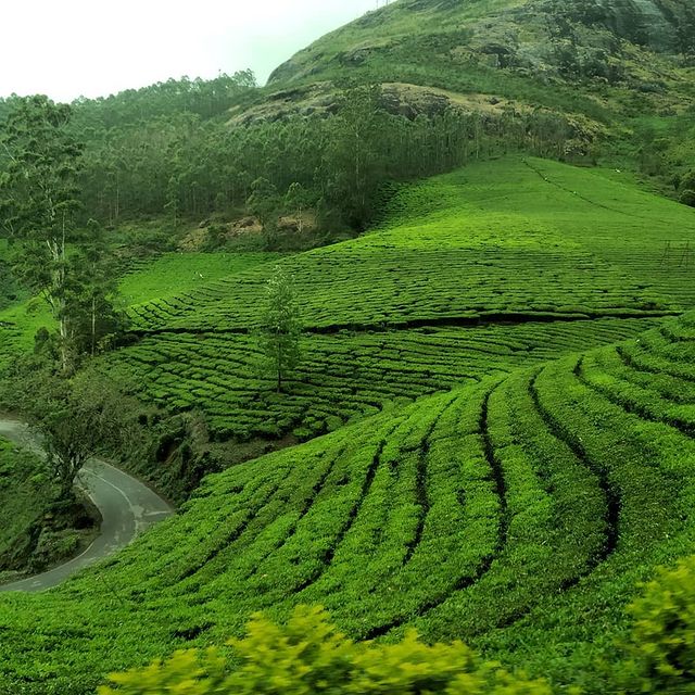 Side view tea plantations top hill stations